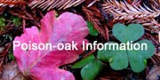 Redwoods and Poison-oak information