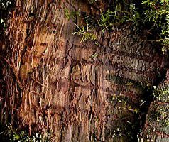 Bear claw marks in the Lost Man Creek Redwood National Park area near Hyperion