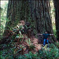 Screaming Titans redwood