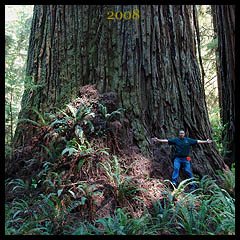 Screaming Titans redwood