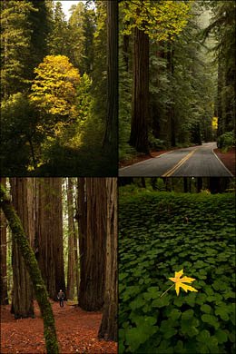Autumn Redwoods Photography at Avenue of the Giants
