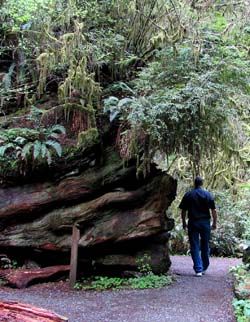 Redwood park trail log at Jedediah Smith Redwoods