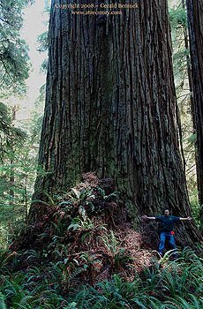 Photo of Screaming Titans by Lost Monarch redwood, The Wild Trees