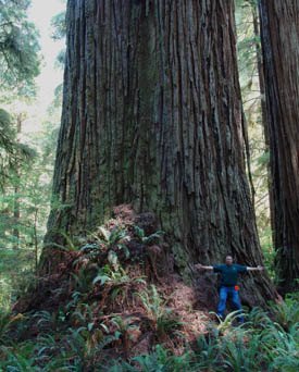 Photo of Screaming Titans by Lost Monarch redwood, The Wild Trees
