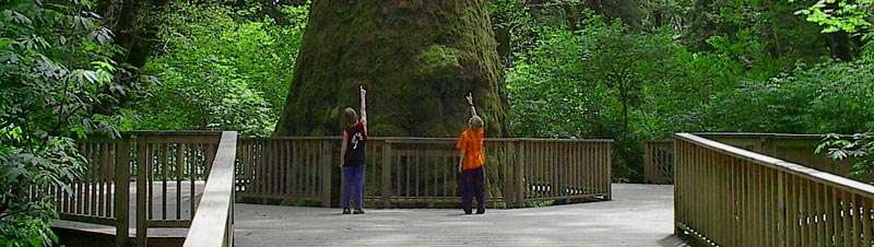 Photos of Oregon and California Redwoods