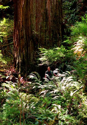Professor Steve Sillett next to tall redwood in Jedediah Smith redwoods
