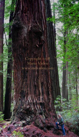 Stratosphere Giant was tallest tree in world at Humboldt Rockefeller Forest