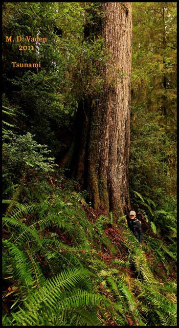 Tallest western hemlock called Tsunami, discovered March 2011 by Mario Vaden