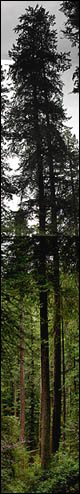 Tallest western hemlock called Tsunami, discovered March 2011 by Mario Vaden