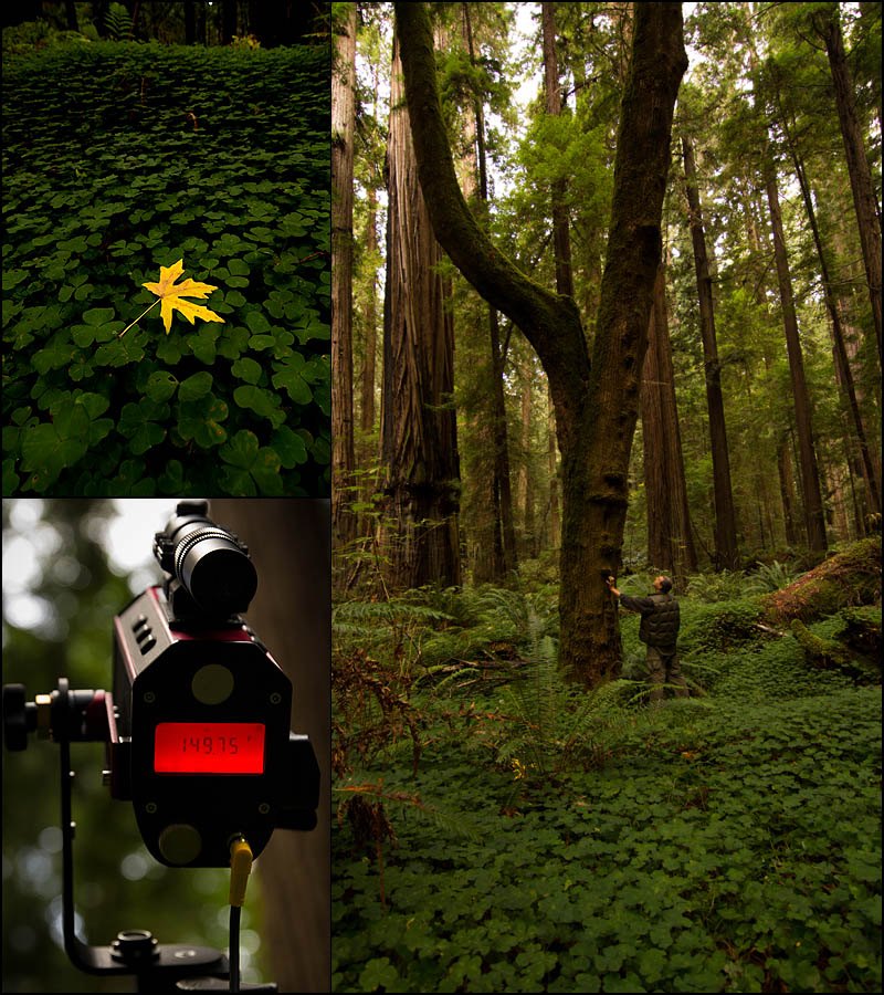 Tallest Bigleaf Maple, Acer macrophyllum, discovered October 2012 by Mario Vaden