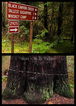 World's tallest sugar pine in 2011 with cut across trunk