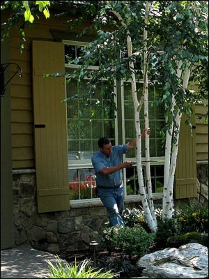 Portland, OR, Certified Arborist pruning birch with a Silky saw