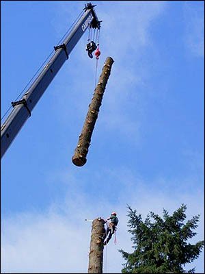 Portland, Oregon tree service using a crane to lift a trunk during removal
