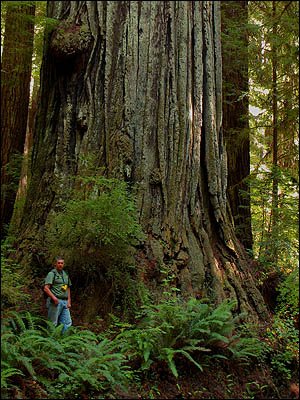 Arborist from Portland, OR, holding rangefinder to measure a large tree
