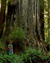 Portland tree service extended to redwood work