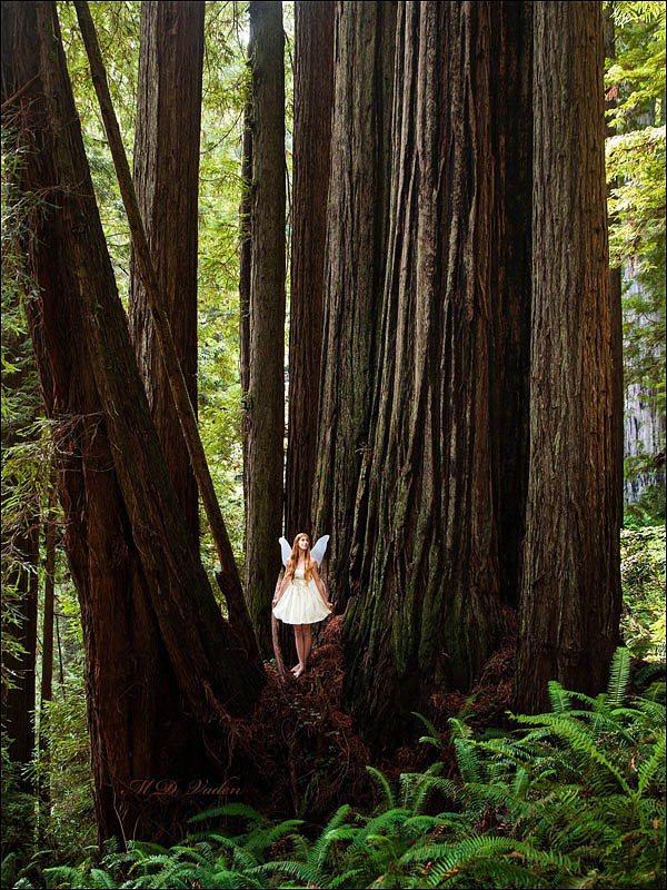 trillium falls trails with giant redwood trunks and fairy wings