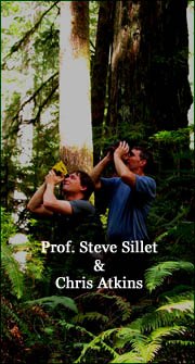 Professor Steve Sillett and Chris Atkins measuring redwood canopy