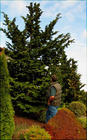 transplanting trees
