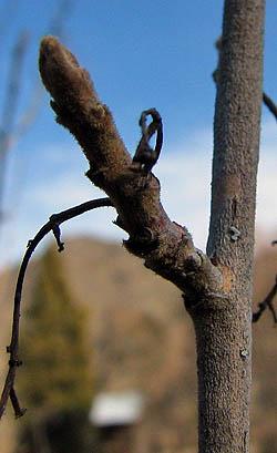 poison oak twig