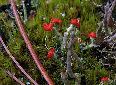 Forest Photos lichen on a stump 