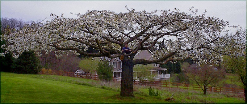 Tree care pruning being by a Portland arborist