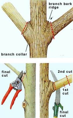 pruning made simple