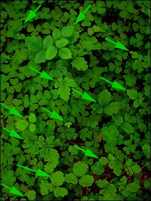 sorrel and plants in Grove of Titans