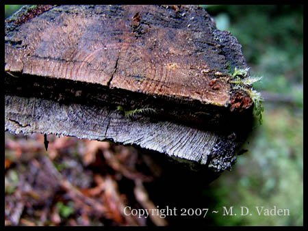 Poison-oak stem cut showing growth rings and age