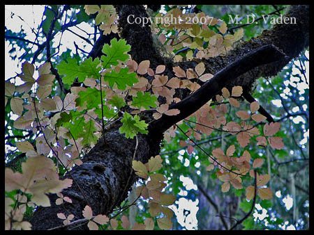 Poison-oak vine in an Oak