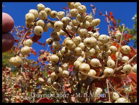 Rhus or Poison oak berry cluster