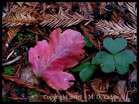 Poison oak leaf in the redwoods