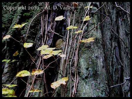 poison oak leaf. Yellow Poison oak leaves