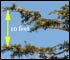Measuring Sitka Spruce looking east