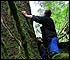 Measuring trunk diameter dbh of Sitka Spruce