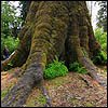 The wide base of Sitka Spruce that used to be largest in Oregon