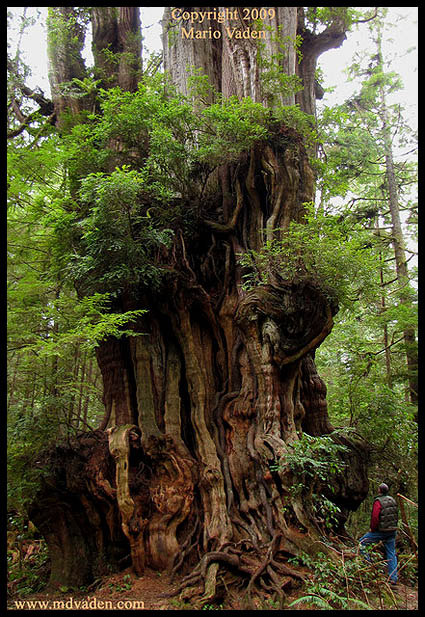 Big Cedar near Kalaloch