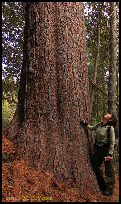 Woman hiker in Red Buttes Wilderness