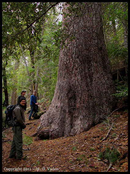 Ponderosa pine in Red Buttes Wilderness