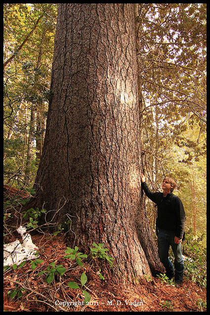 Michael Taylor next to pine in Red Buttes