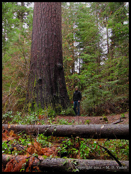 2011 world tallest sugar pine and Michael Taylor