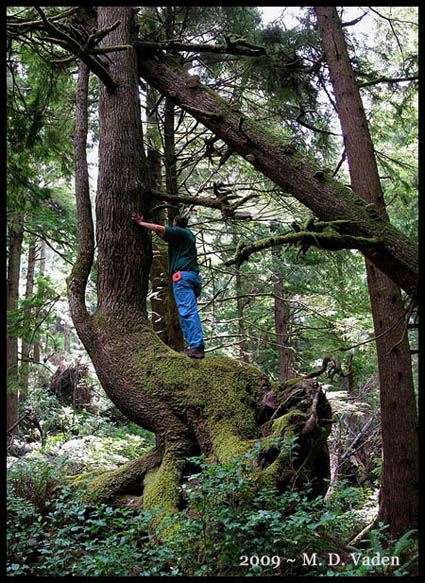 Mario Vaden on Spruce in Oswald West State Park, Oregon
