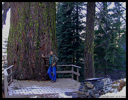 Oregon biggest Douglas fir at Oregon Caves