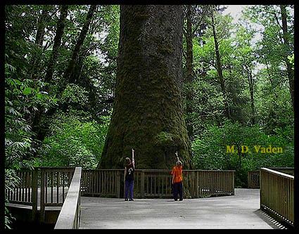 Klootchy Creek, Oregon largest Sitka Spruce