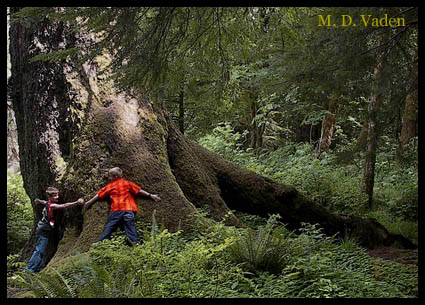 Huge Western Hemlock trunk near Oregon Coast and Seaside