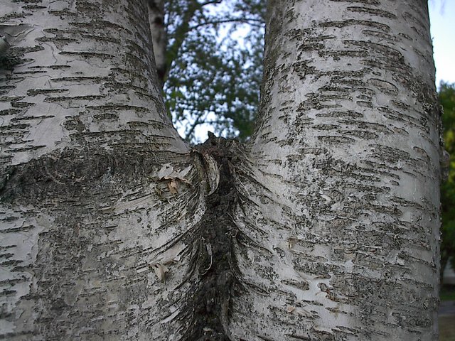 Excluded bark ridge between codominant stems
