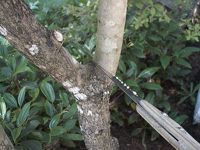 Using handsaw to prune extra stem