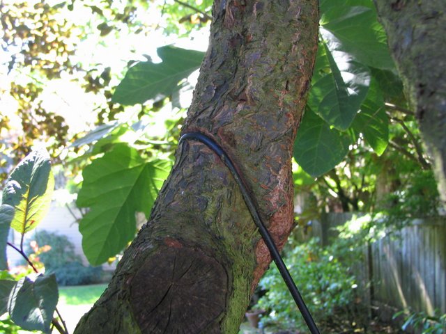 hook girdled branch bark