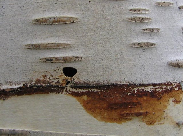 Bronze Birch borer holes in trunk