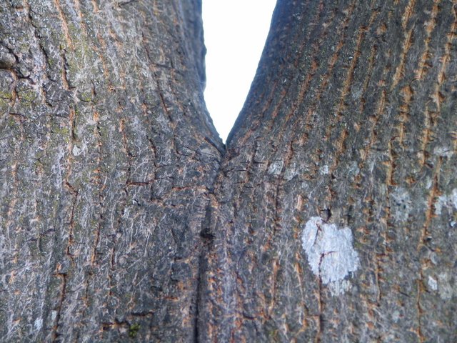 Included bark between trunk stems