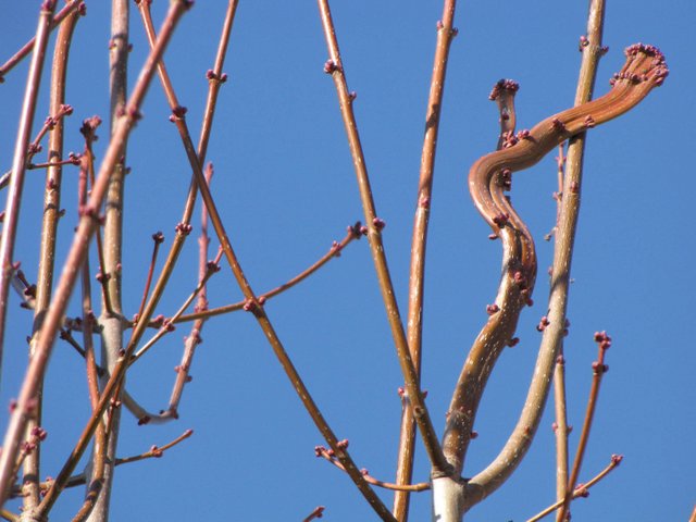 fasciated twig on maple